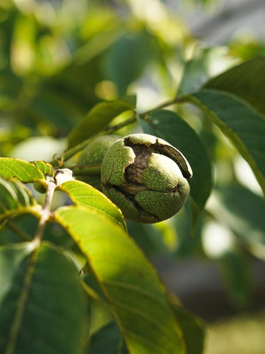 English walnut nut fruit - walnut,