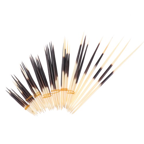 Porcupine quills hair - porcupine,