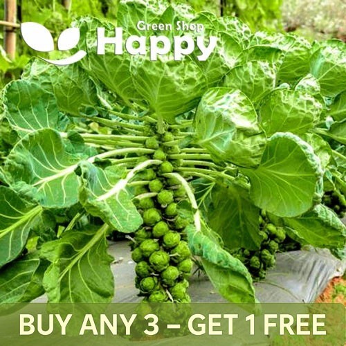 Vegetable brussel sprouts - brussel,