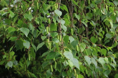 New silver birch tree - birch, plant