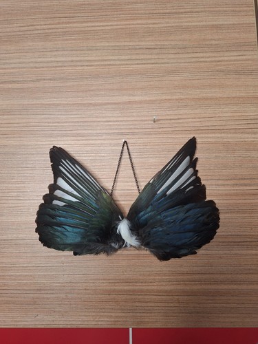 Taxidermy hanging magpie wings - taxidermy,