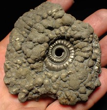 Large Crucilobiceras pyrite