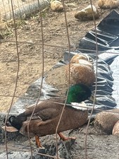 Call Duck Hatching Eggs 6+