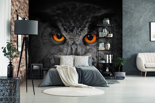 Black owl b5187 wallpaper - black,