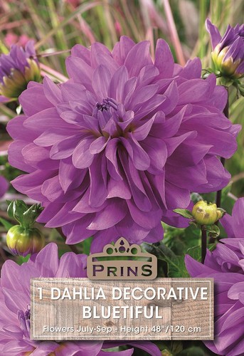 Dahlia bulb tuber decorative - dahlia,