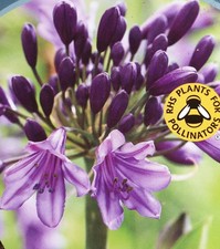 1 x 9cm potted Agapanthus