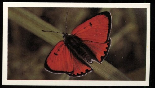 Tobacco card doncella - tobacco,