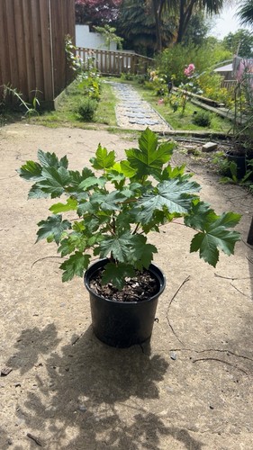 Large litre pot established - large, 5