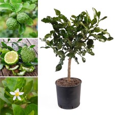 Citrus Kaffir Lime 70-90cm