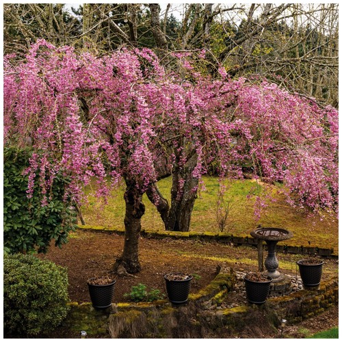 Cheal weeping flowering - cheal's,