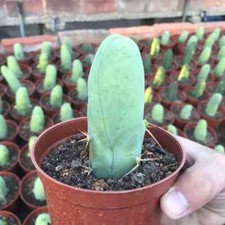 8CM Succulent Cactus Plant
