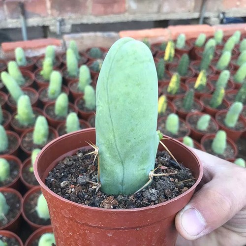 8cm succulent cactus - 8cm,