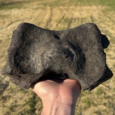 Very Very Nice Extinct Baleen