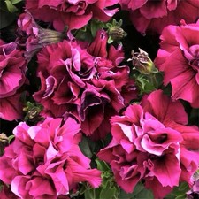 PETUNIA TRAILING ‘DOUBLE