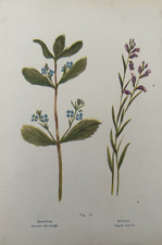 Antique 1910 Botanical Print