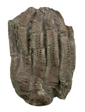 Triassic Encrinus liliiformis