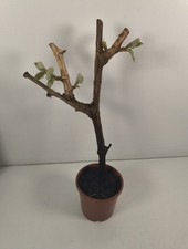 PRIVATE LISTING - 15cm Tall