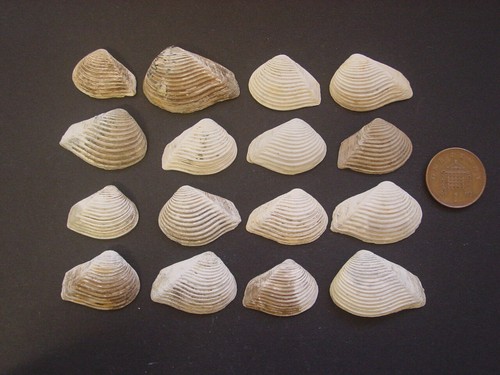 Bartonian eocene bivalve - 16,