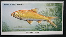 GOLDEN ORFE  Vintage Illustrated Card