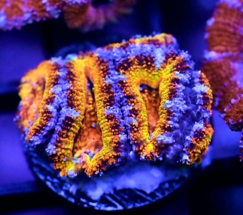 Diyreefer live coral wysiwyg - diyreefer,