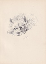 1946 SCOTTISH TERRIER DOG