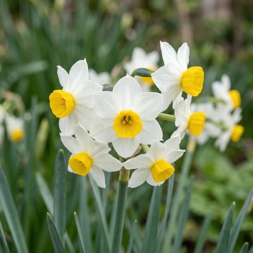 Daffodil narcissus - daffodil,