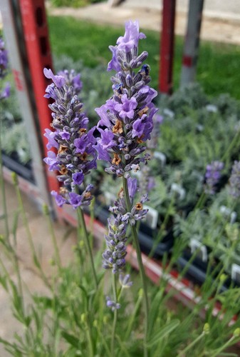 Live lavender plants multiple - lavender,