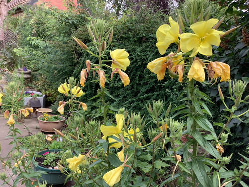 Evening primrose plants dug - 6,