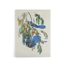 Florida Jay and Persimmon Tree