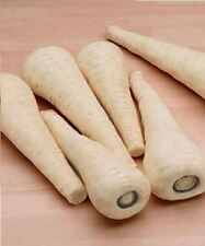 Vegetable - Parsnip - Gladiator F1 - 75 Seeds - Economy