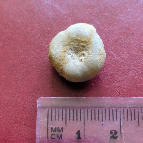 Fossil echinoid jurassic - fossil, uk