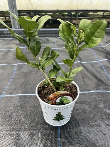 Citrus kaffir lime plant - citrus,