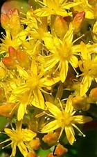 Sedum confusum. Easy Hardy