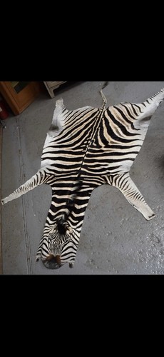 Zebra skin grade really - zebra, a