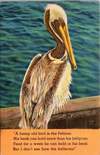 Florida pelican funny old - fl-florida,