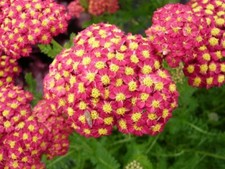 Achillea 'Milly Rock Red' - Yarrow 9cm pot, upright perennial dwarf red 