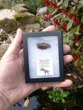 Genuine rare tyrannosaurus rex - rare,