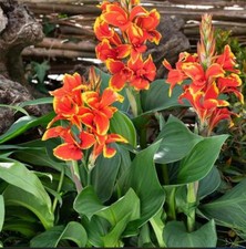 Canna Lily Cannova F1 Red/Gold