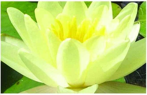 Marliacea chromatella water - chromatella,