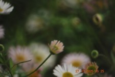 Opteka TM MC 500mm f/8 Mirror