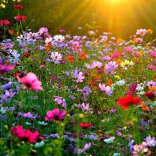 100% Wild Flower Seeds mix
