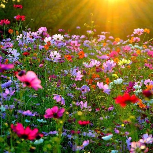 100 wild flower seeds mix - 100%,