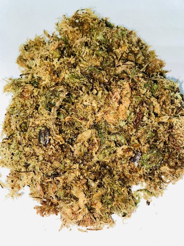 Sphagnum moss - moss, (100g)