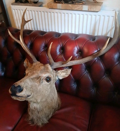 Extra large antique - antique, mounted