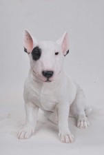 Dog-Sitting Bull Terrier Resin