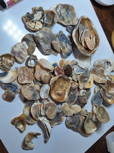 Seaworn oyster shells - oyster,