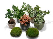 Terrarium Plants Mix 2-5