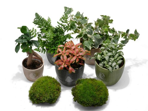 Terrarium plants mix 5 - mix, 2-5
