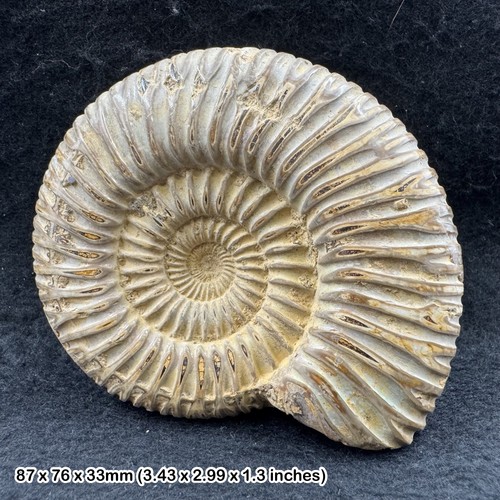 Rare perisphinctes ammonite