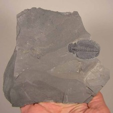 Elrathia Kingi TRILOBITE